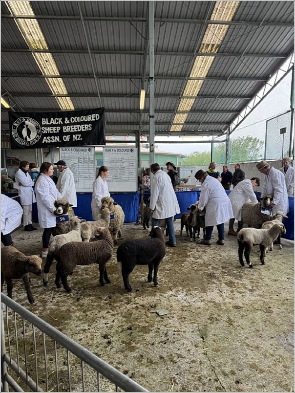 A scene from a ewe and lamb(s) class at the Christchurch A & P show. Photo: Laurel Stone.